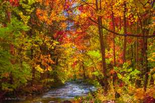 New Hampshire forest-2.jpg